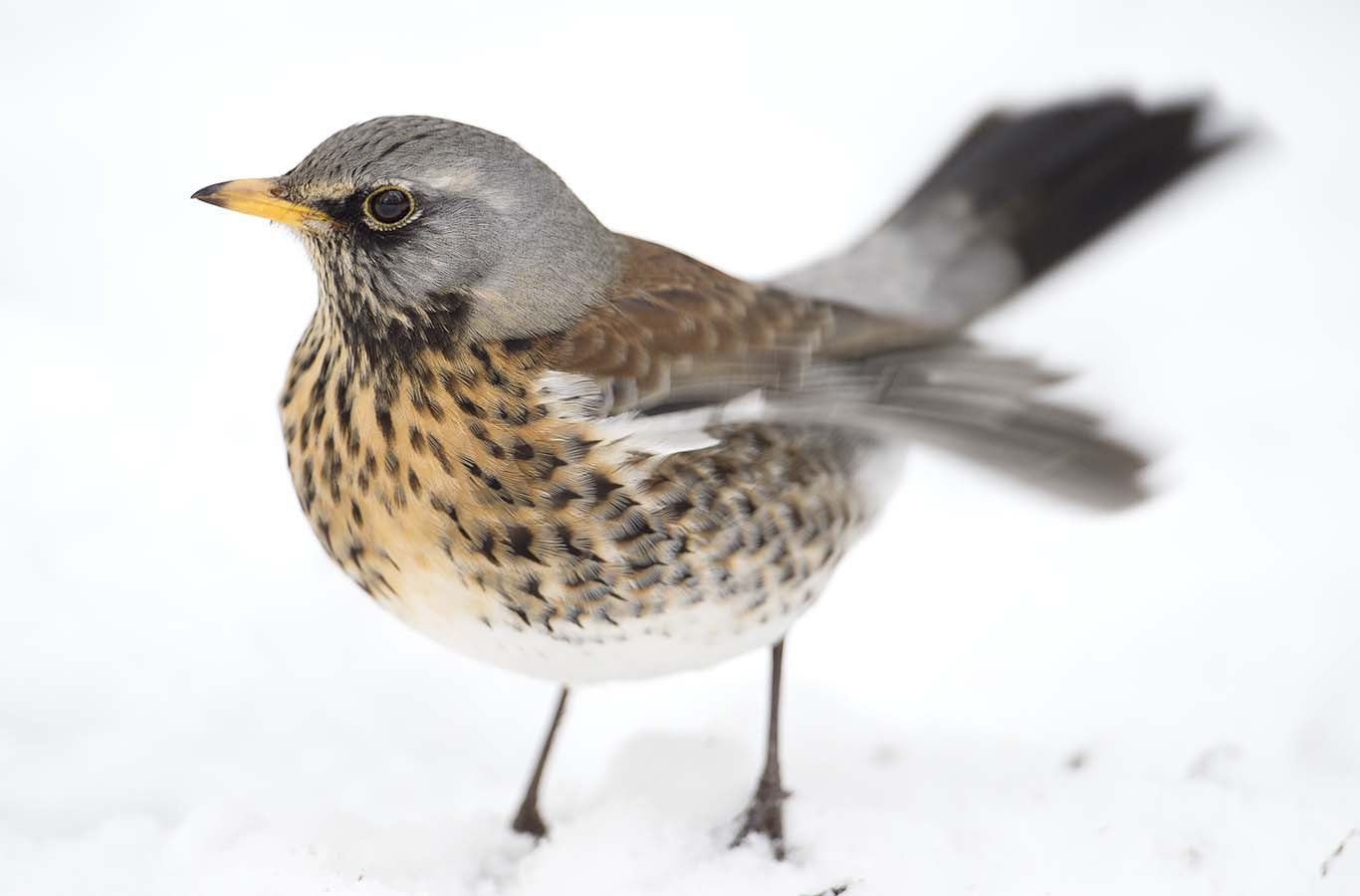 Rönnbären lockar björktrastarna