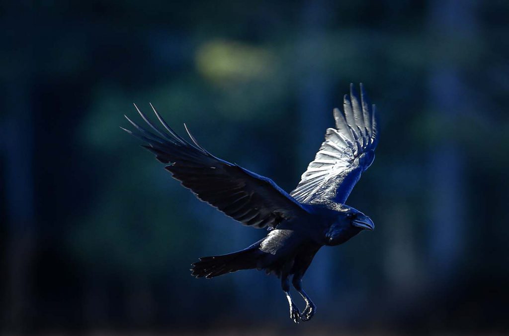 Kråka eller gråkråka - Fotograf Roger Vikström / RVBild