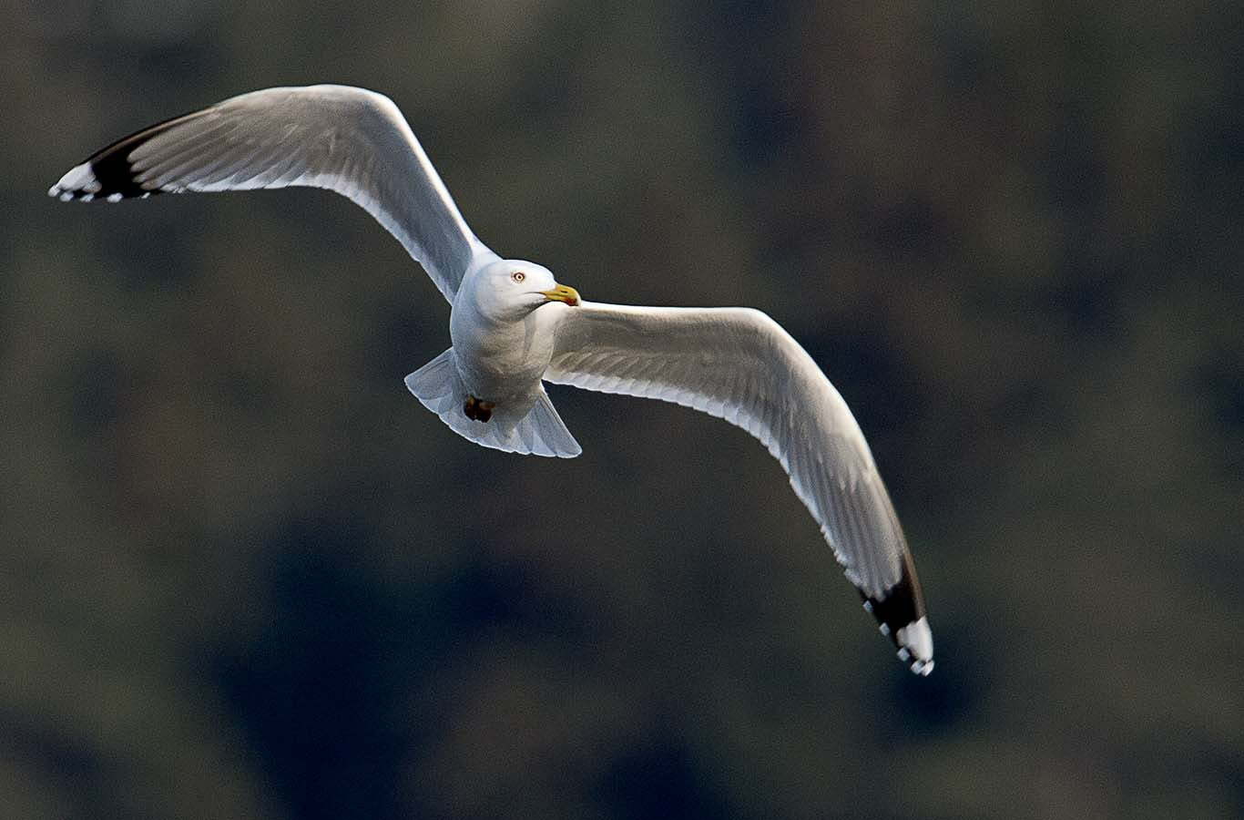 Att fotografera fåglar 2