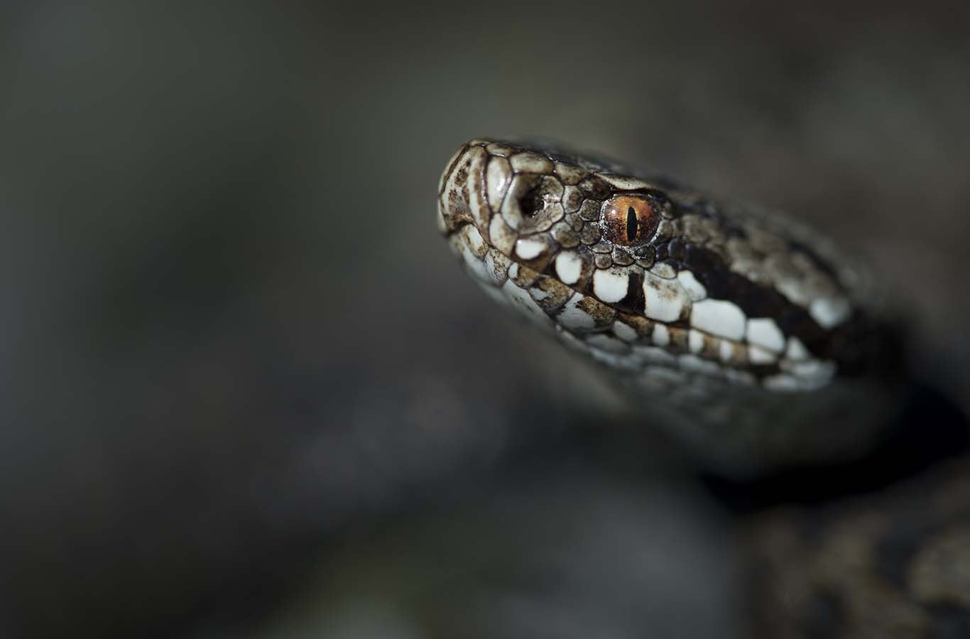 Vipera berus berus