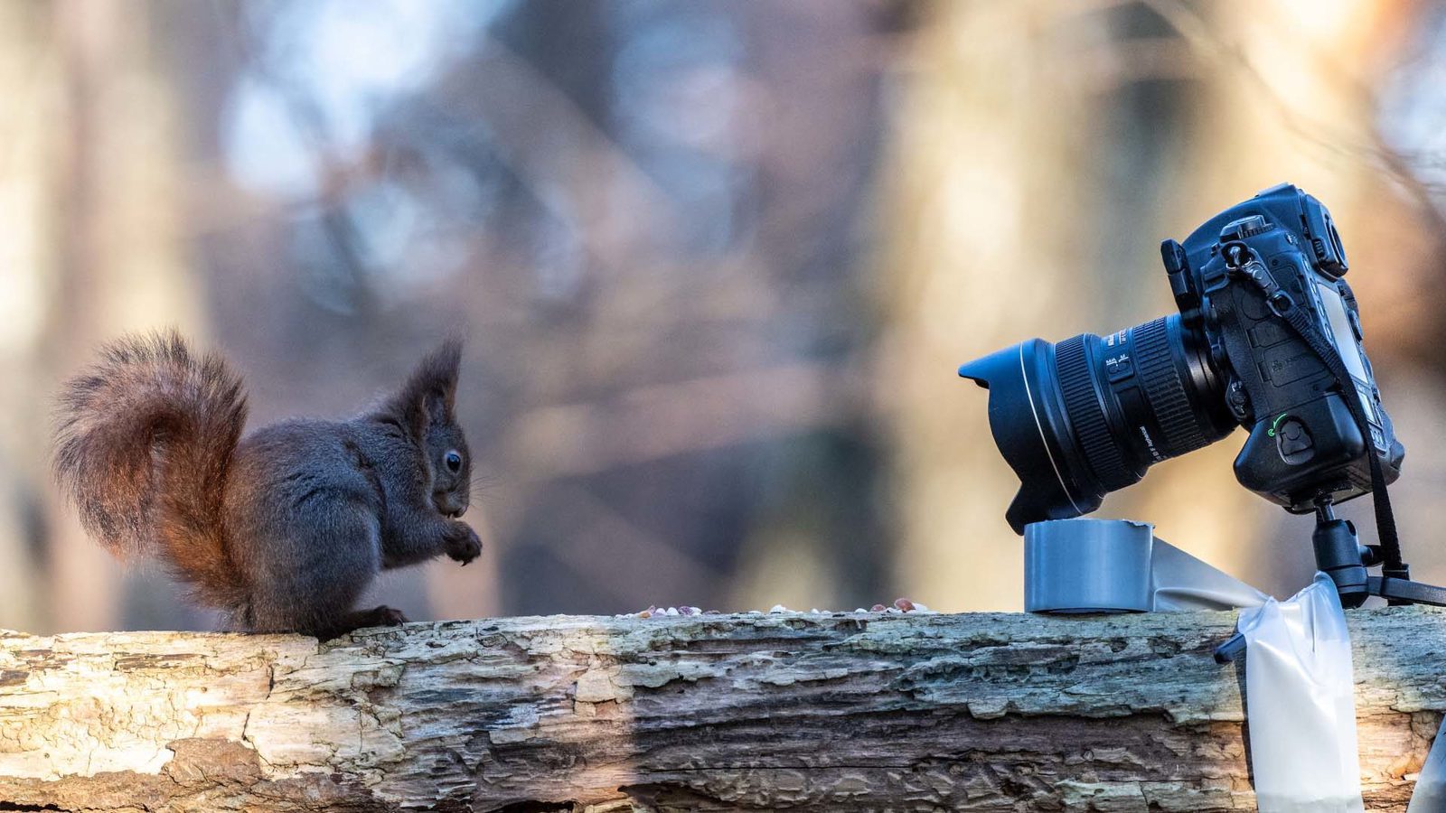 Fotografera djur med fjärrutlösare