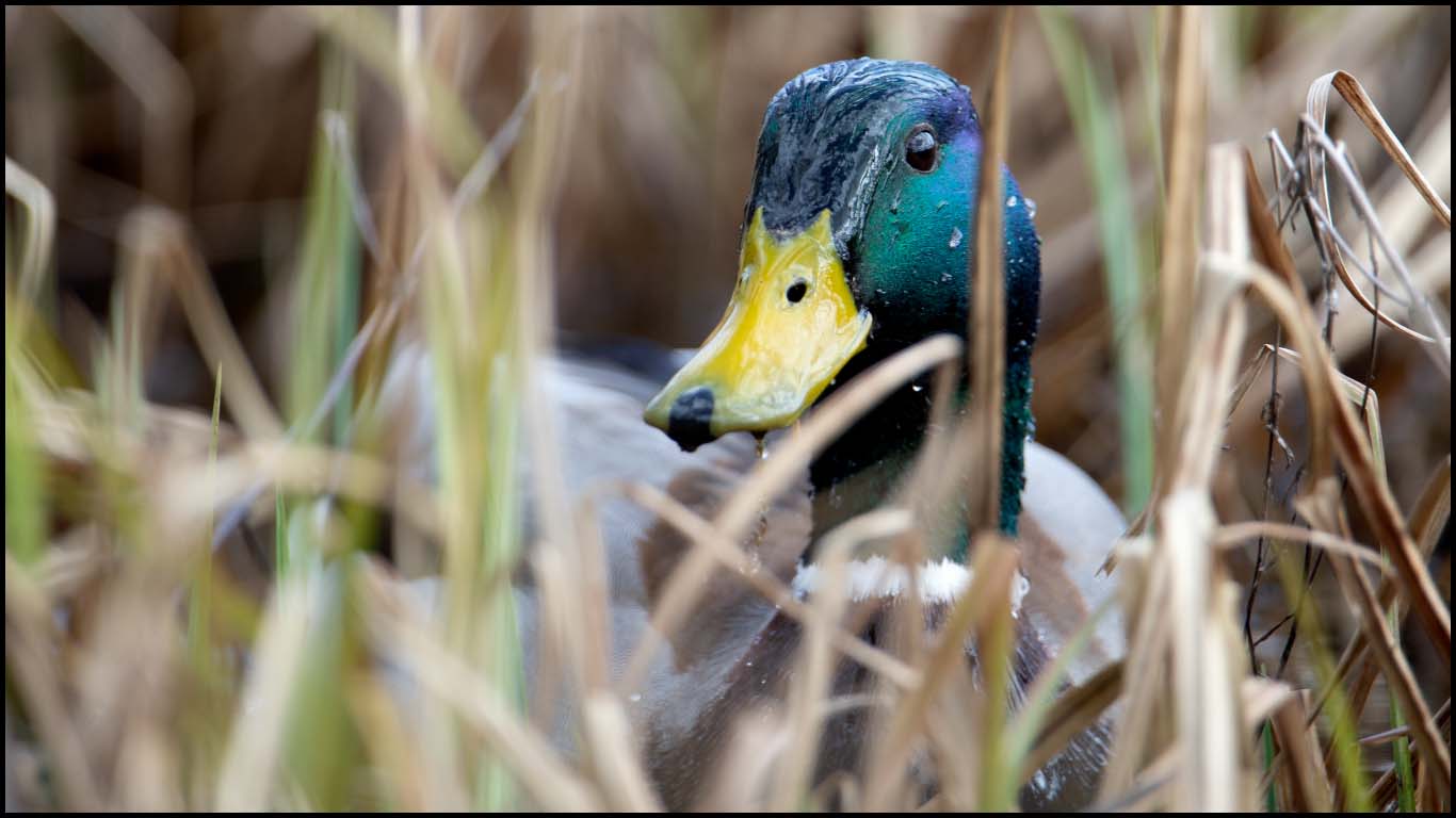 Vanliga Svenska sjöfåglar Gräsand