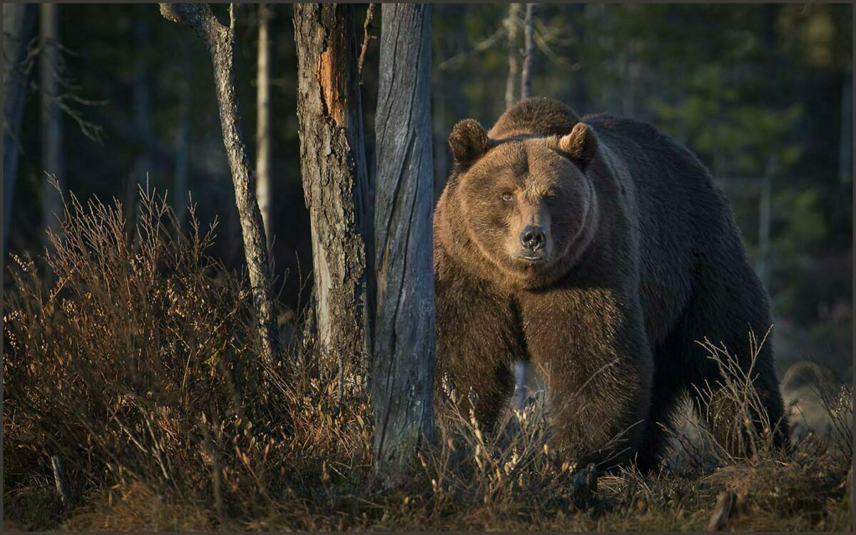 Brunbjörn