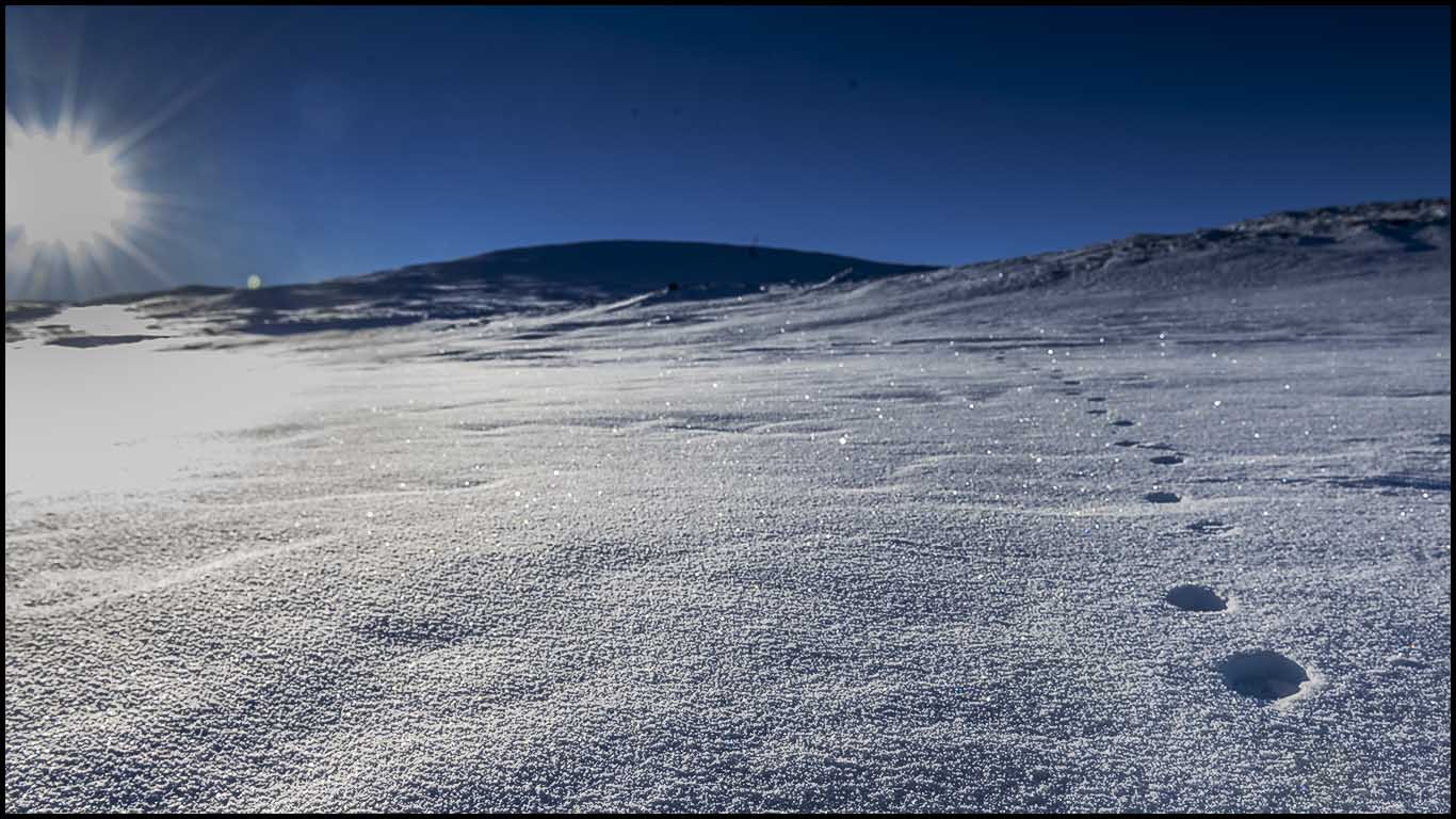 Fjällräv vid Dovrefjäll