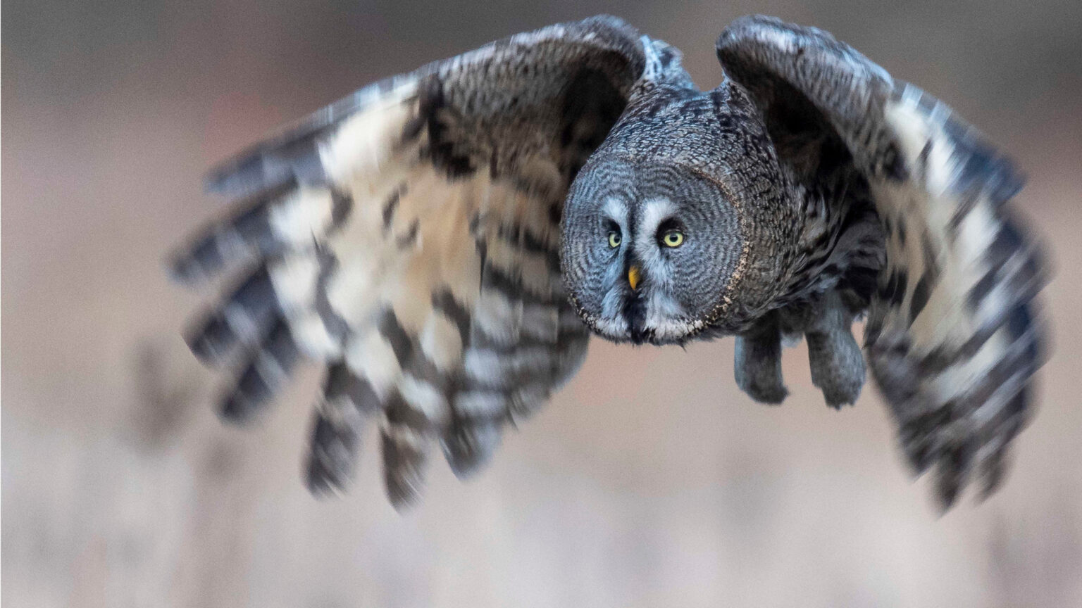 Med naturen i fokus, Lappuggla