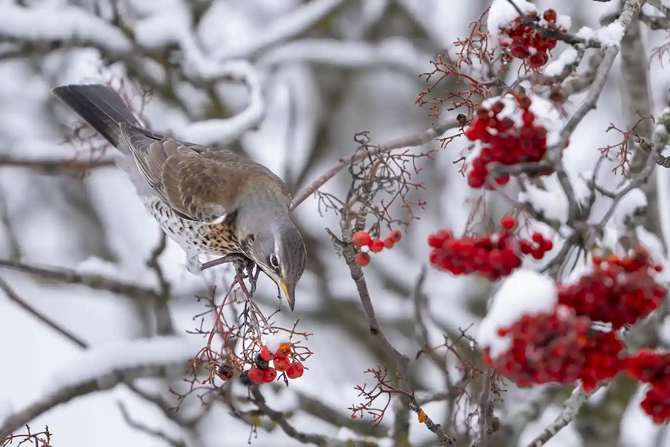 Rönnbären lockar björktrastarna