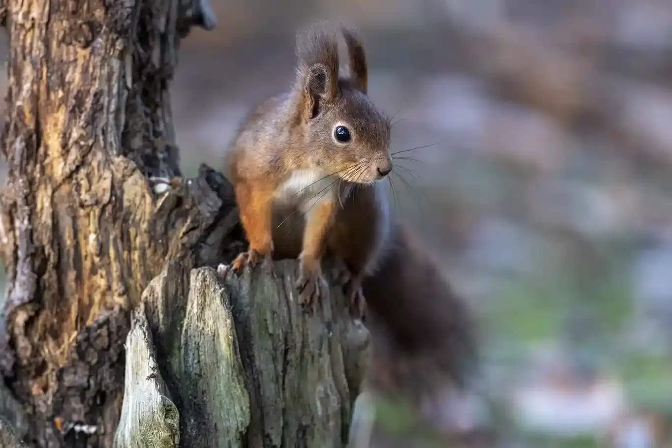 Ekorre_1RV3079-1 Med naturen i fokus, ekorre