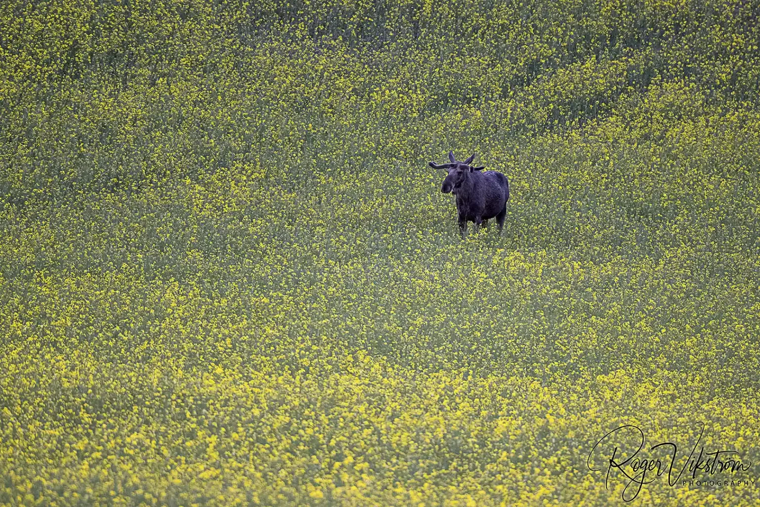 _RVB3011-1 Med Naturen i fokus,Älg i Rapsfält