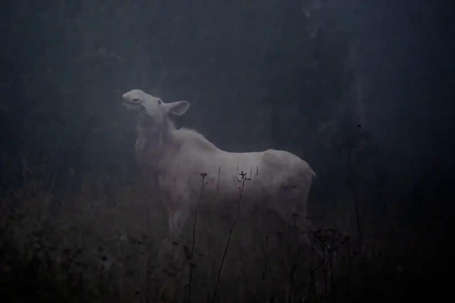 Moose_RVB1012-1 Älg i dimma