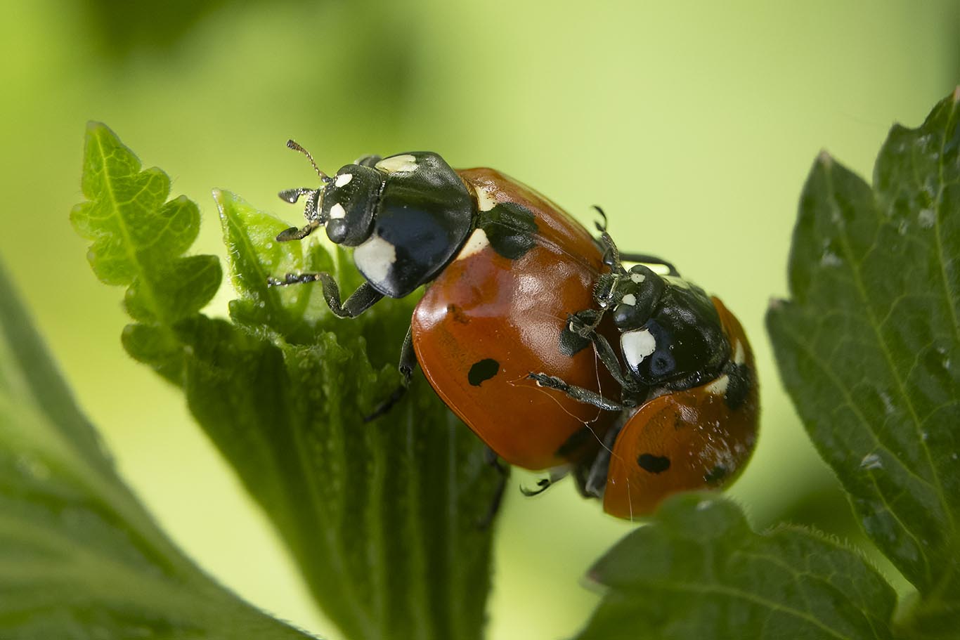 Nyckelpigor associeras med tur