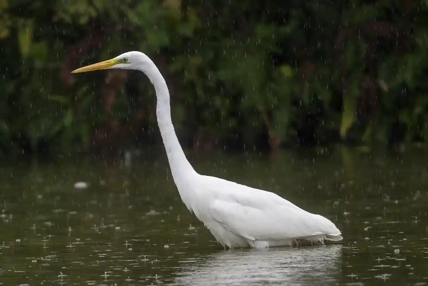 Ägretthägerns intåg i sverige. Med sina eleganta vita fjädrar och långa ben, har blivit en vanlig syn vid Hjälstavikens naturreservat