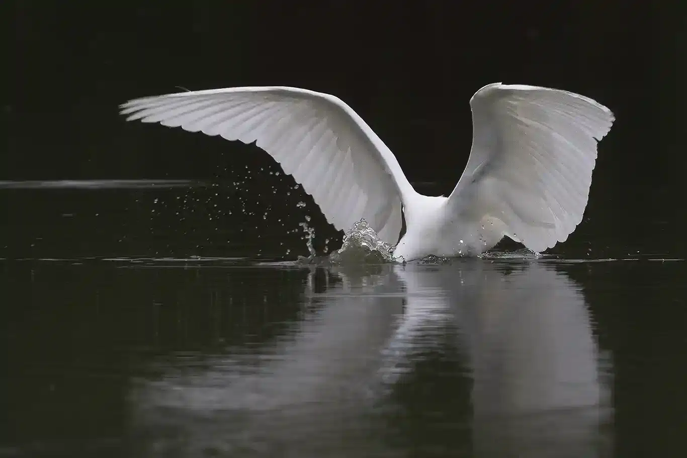 Ägretthägerns intåg i Sverige , fiskande häger