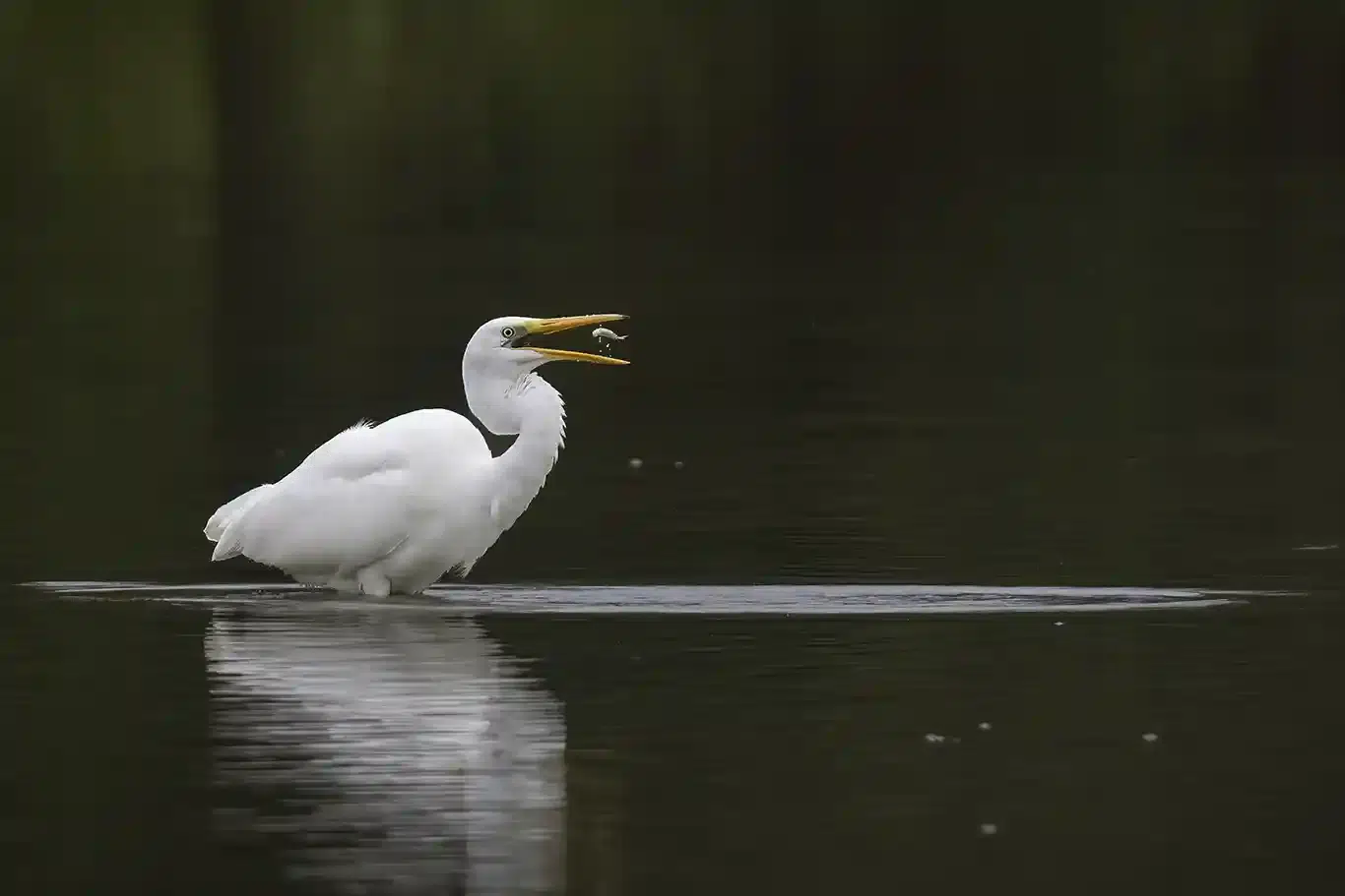 Ägretthäger med fisk