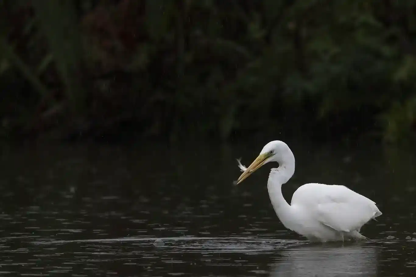Ägretthägerns intåg i Sverige