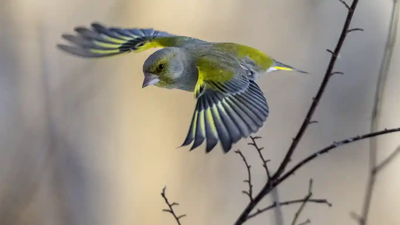 Att lyckas med fågelfotografering. grönfink
