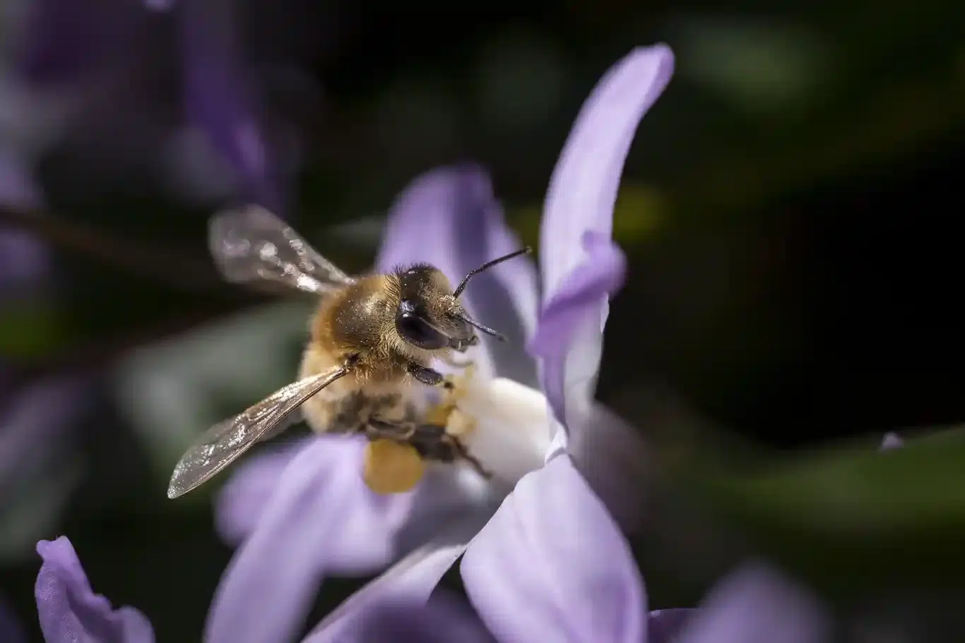 pollinerande insekt på Blommor och bin på Vårstjärna 'Pink Giant'
