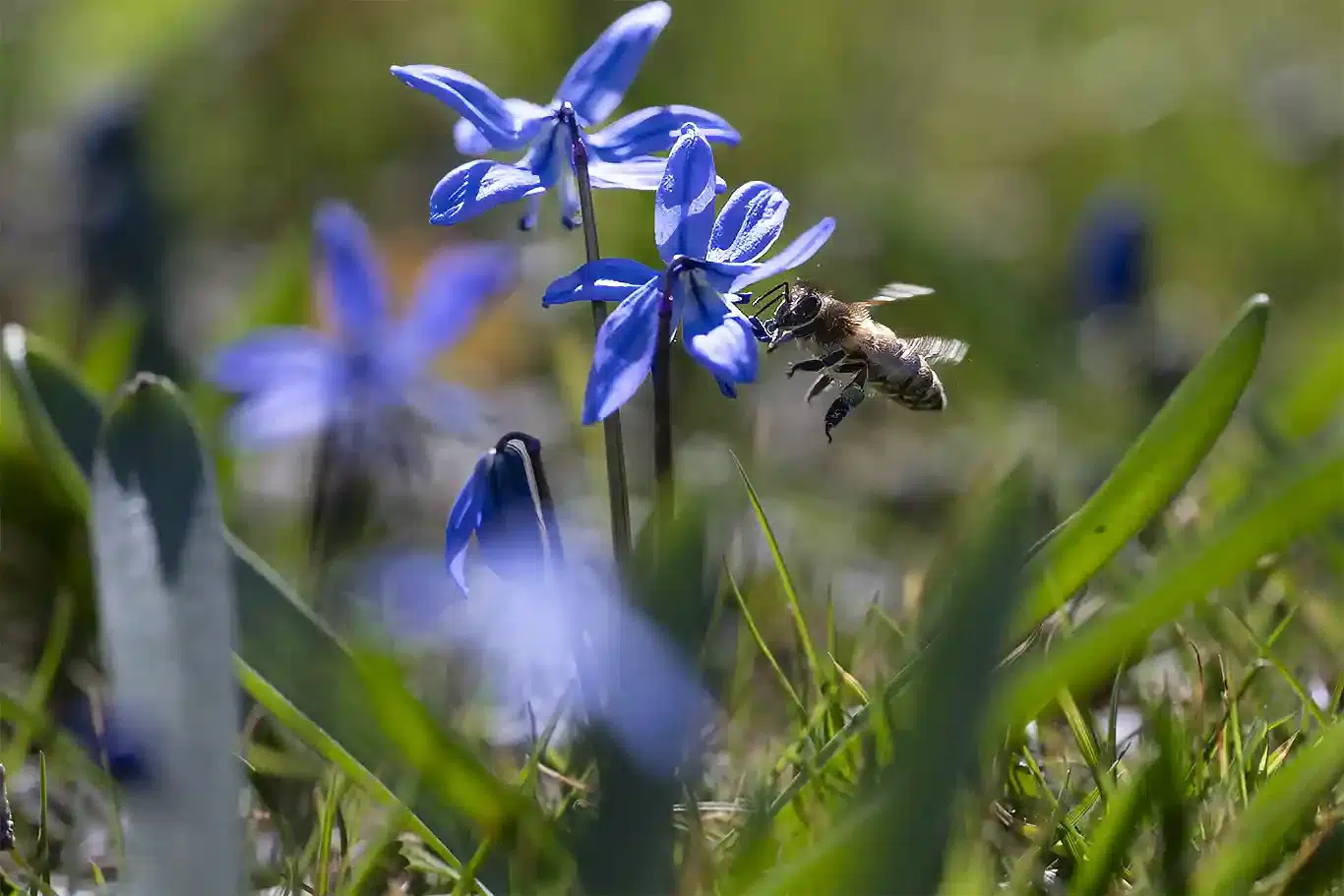 flygande bi vid vårblomma