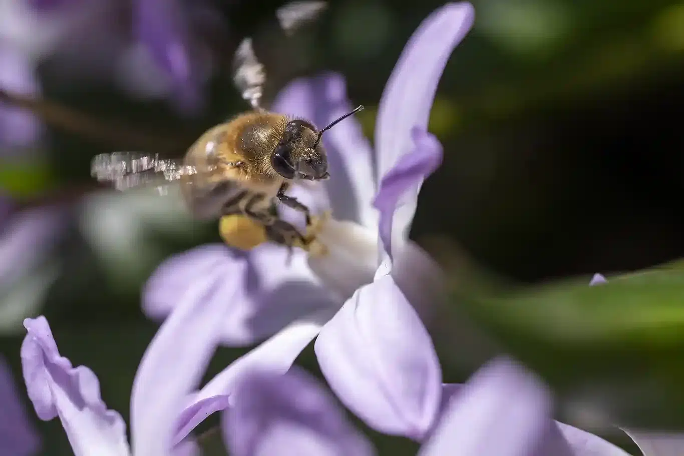 pollinerande Bi på blomma