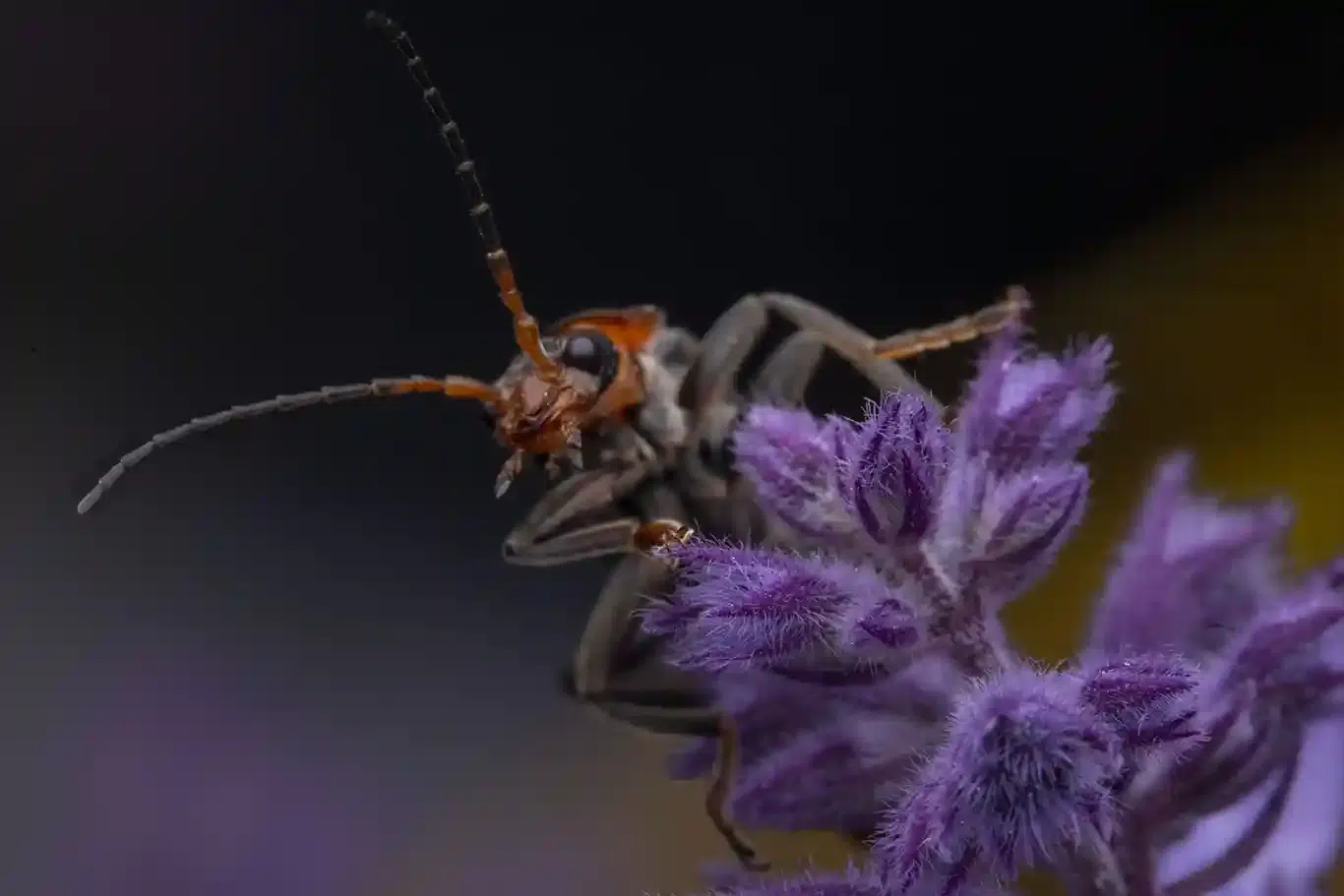Macrofotografering i din trädgård