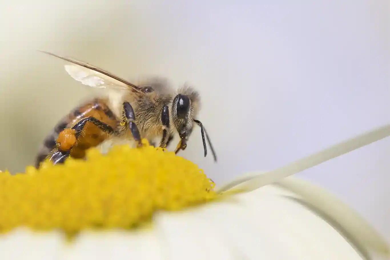 Bland blommor och bin, Bi suger nektar