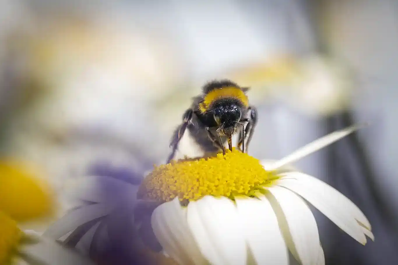 Bland blommor och bin Humla på Gul Blomma