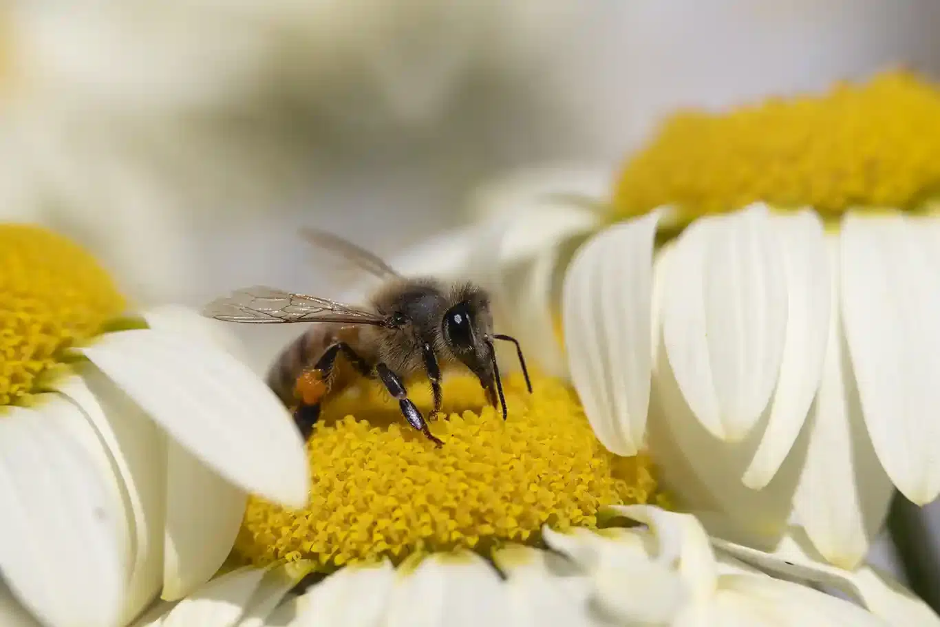 Bi suger nektar och samlar pollen