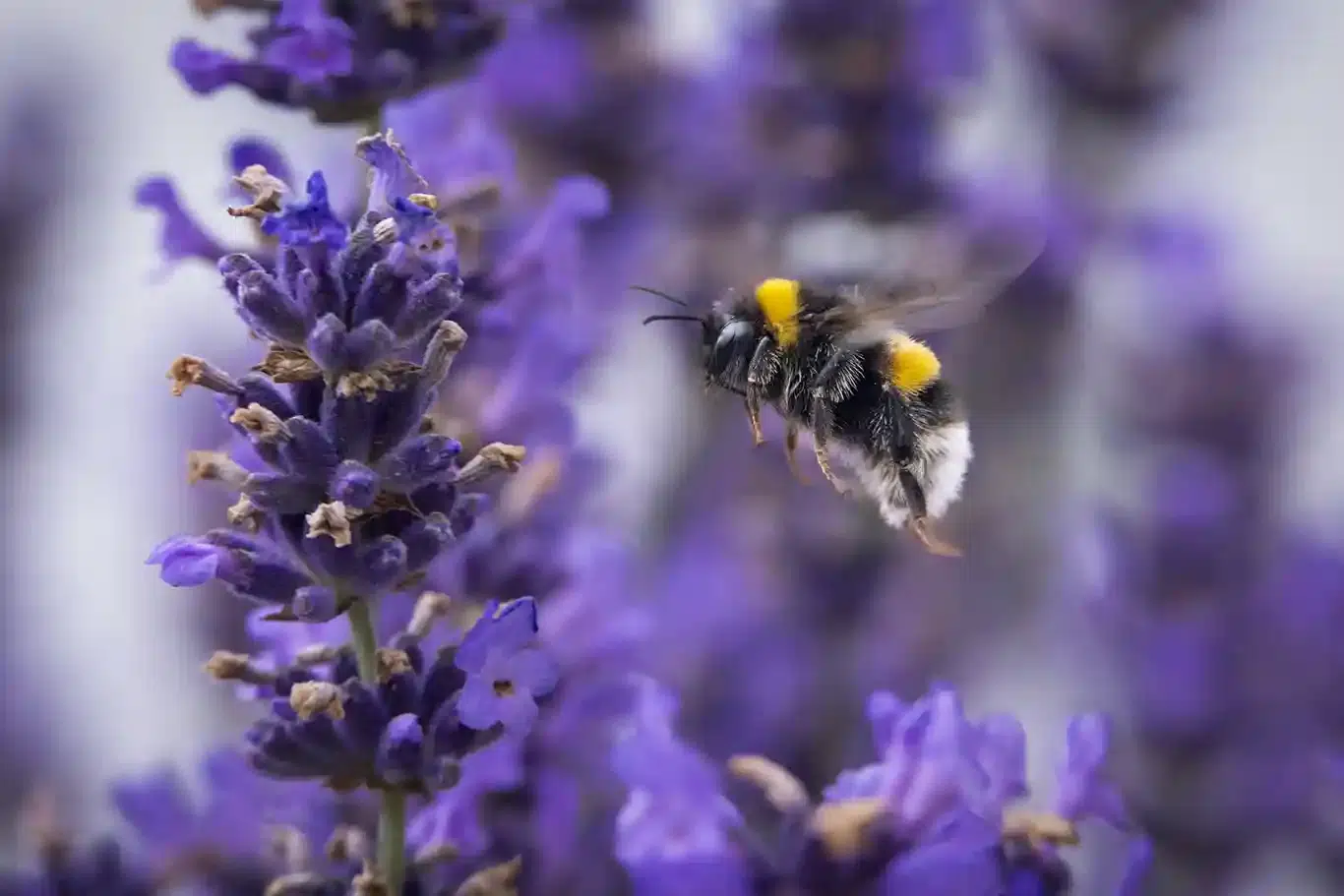 Bland humlor och bin