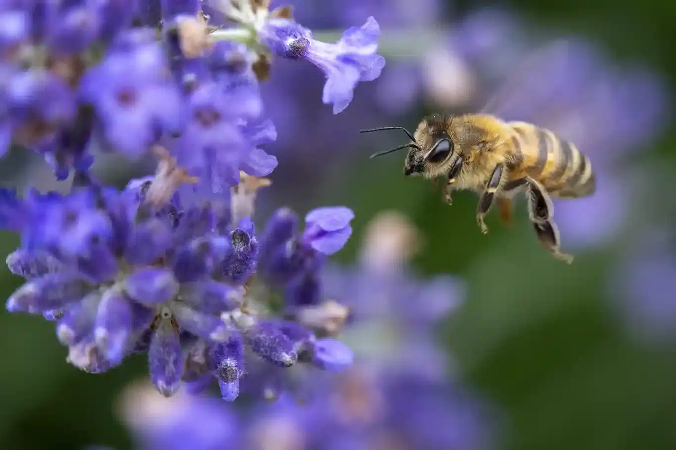 Bland böommor och bin