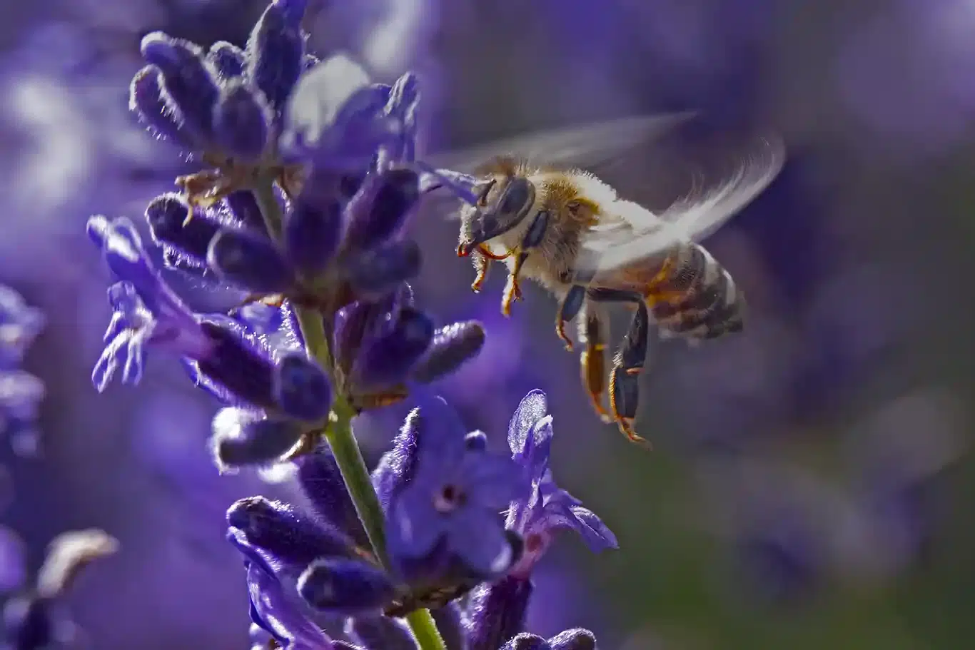 Bland humlor och bin