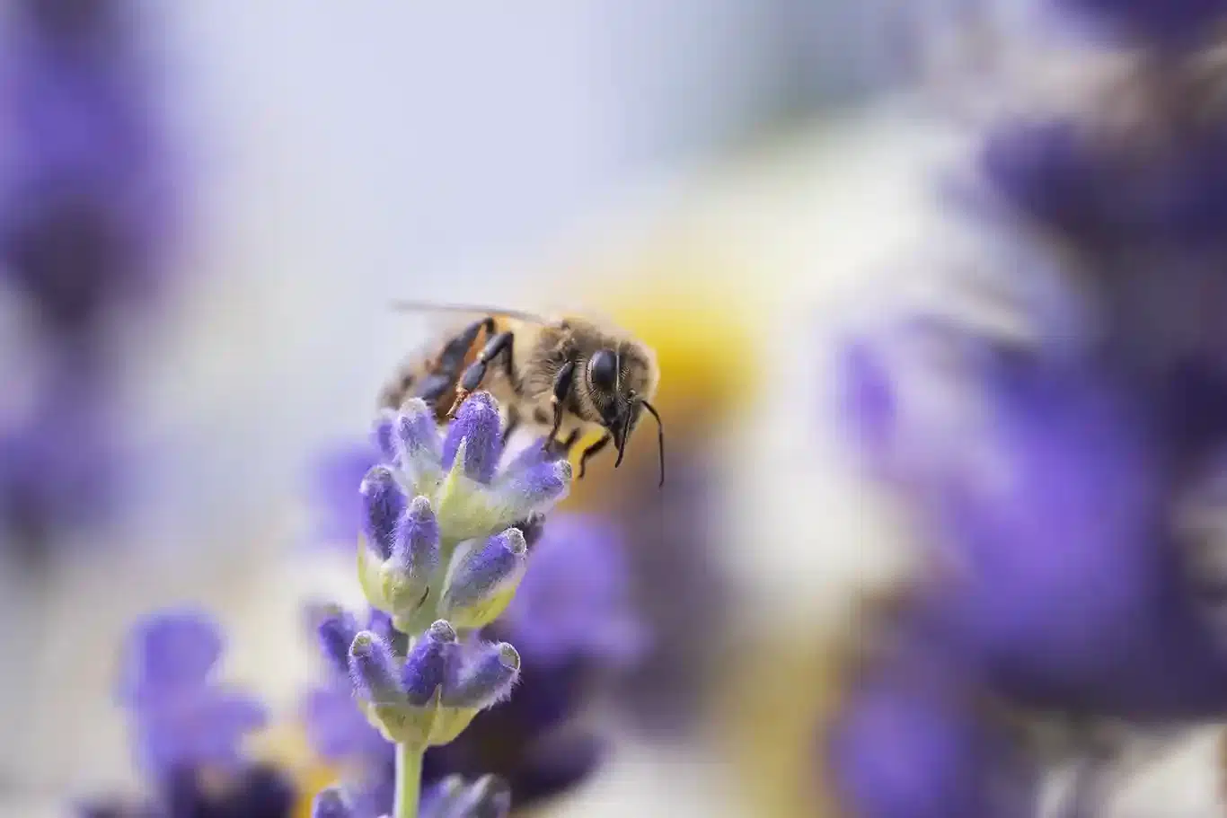 HONUNGSBI PÅ BLOMMA