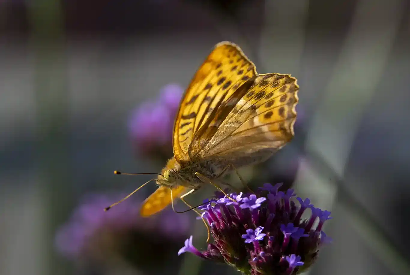 Silverstreckad Pärlemorfjäril i motljus
