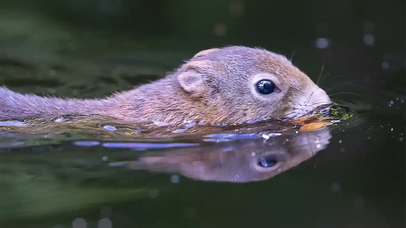 Nöten får ekorren blöt SIMMANDE EKORRE