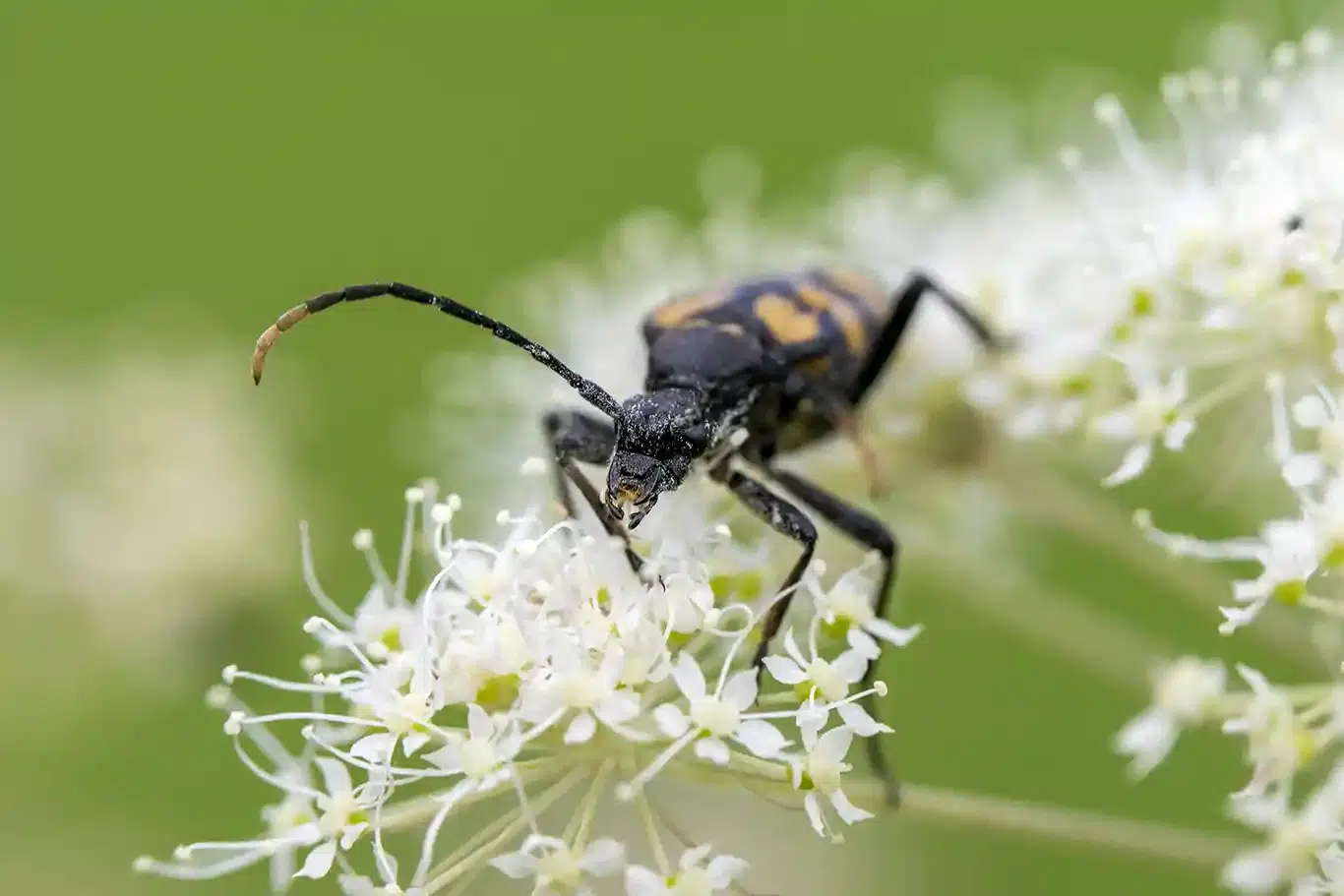 fyrfläckad blombock
