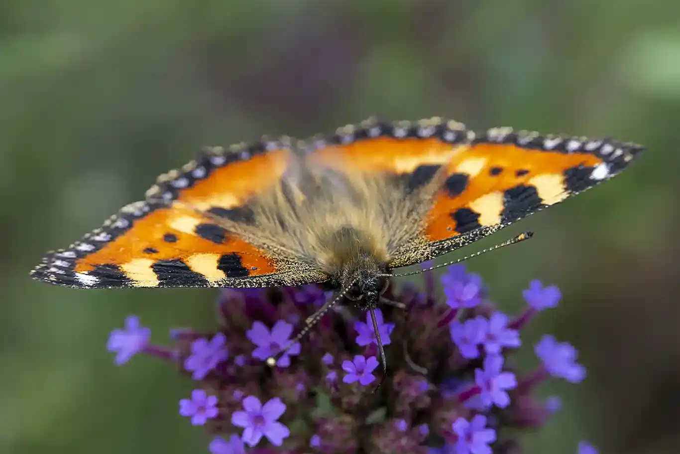 Aglais urticae är det vetenskapliga namnet för nässelfjäril
© Foto Roger  Vikström / RVBild