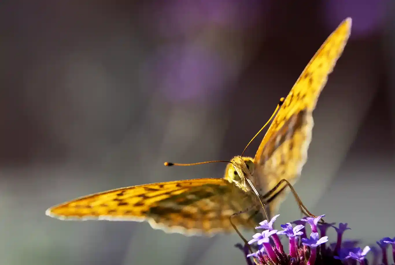Silverstreckad Pärlemorfjäril Argynnis paphia