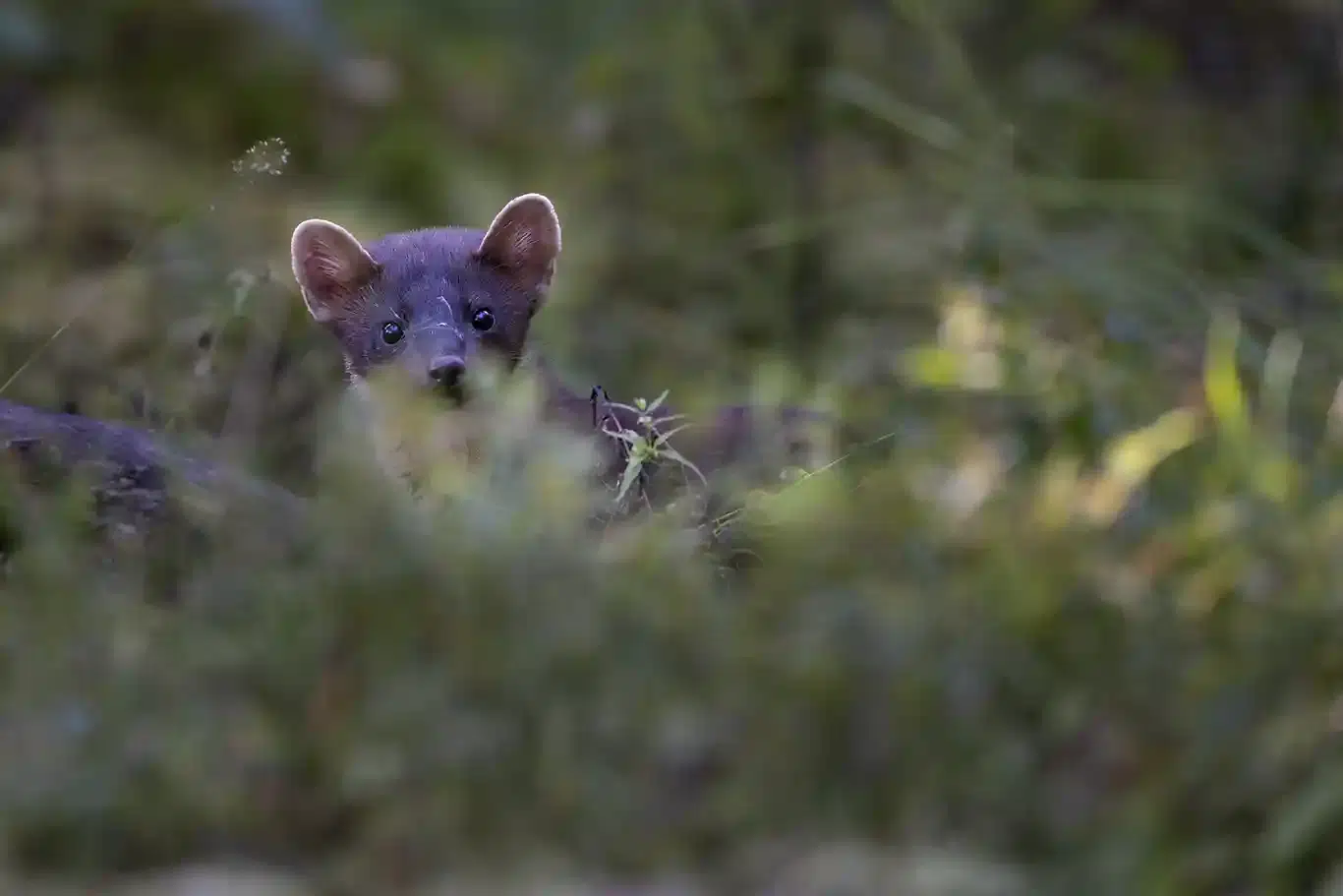 En nyfiken Skogsmård © Foto Roger Vikström / RVBild