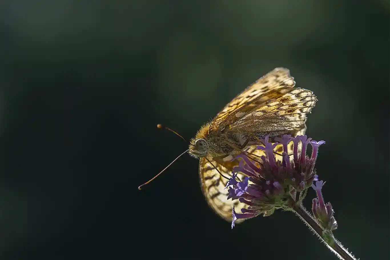 skogspärlemorfjärilen suger nektar från en jätteverbena