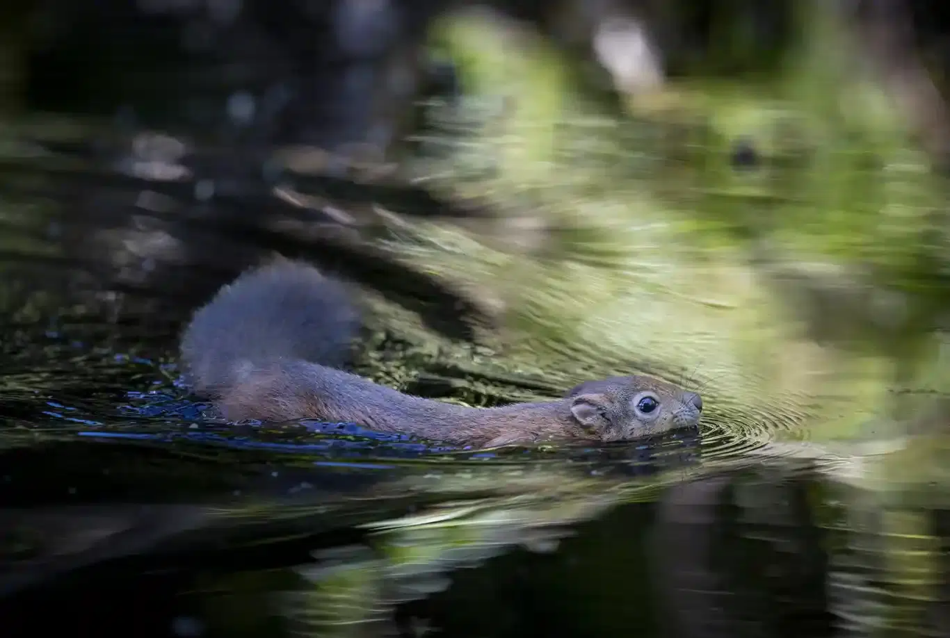 nöten gör ekorren blöt.