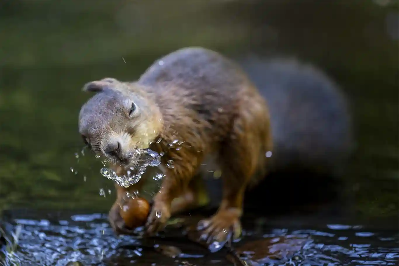 Nöten får ekorren blöt
