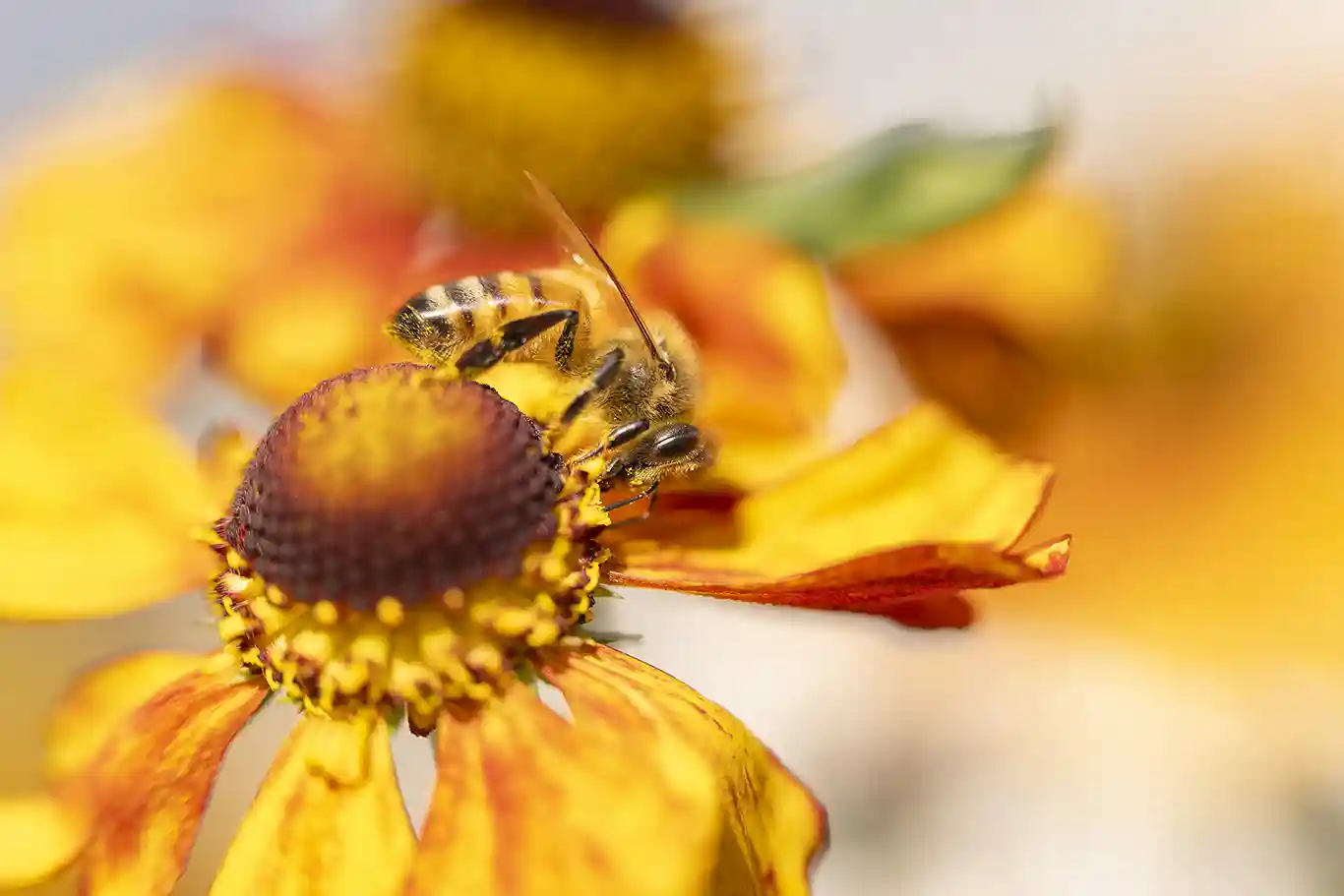 Gult, orange och grönt – naturens palett i närbild på trädgårdens flitigaste invånare.