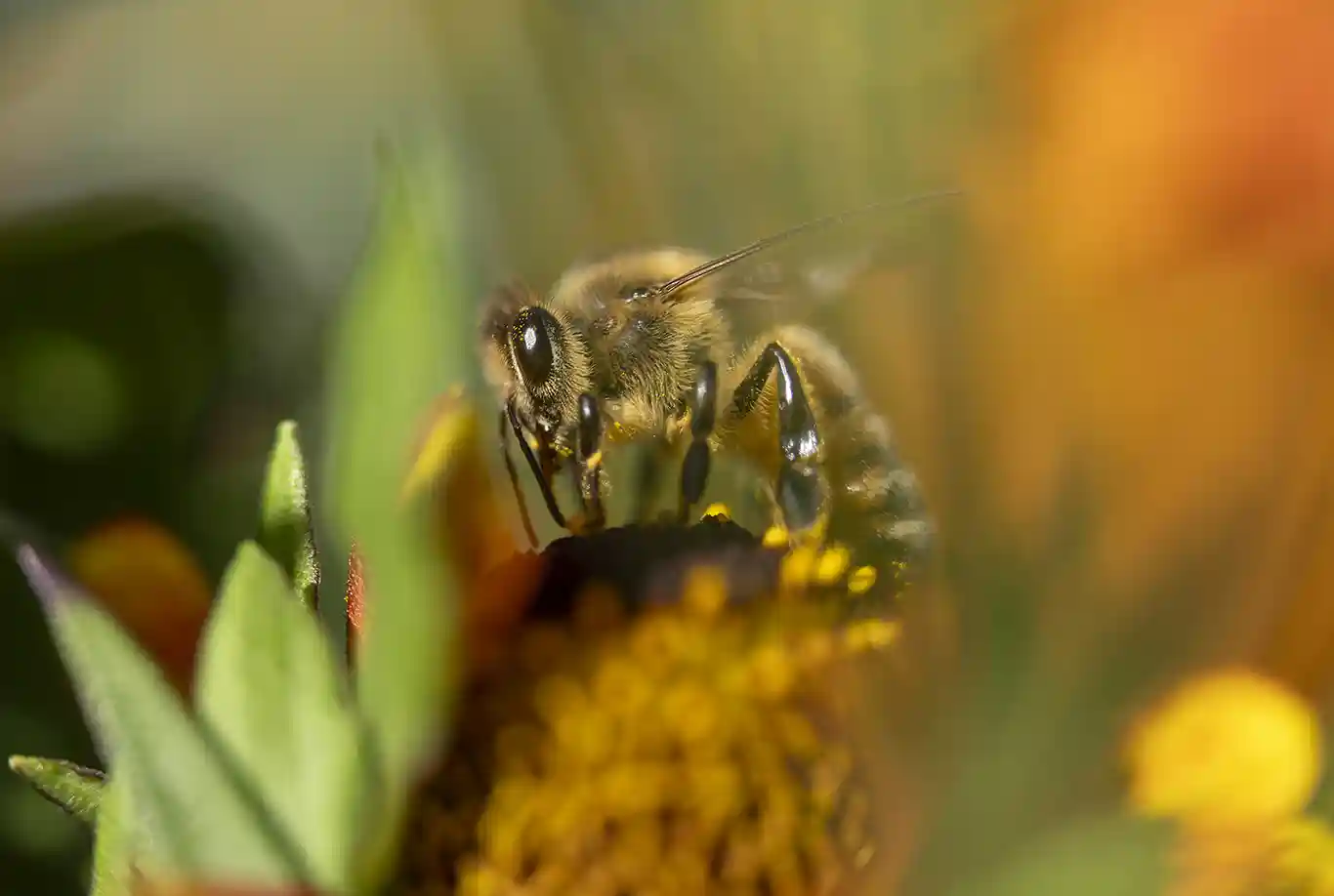 Pollinerande bi på blomma i starkt solljus, makrofoto med intensiva färger