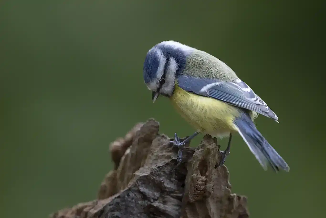 fotografera småfågel från gömsle