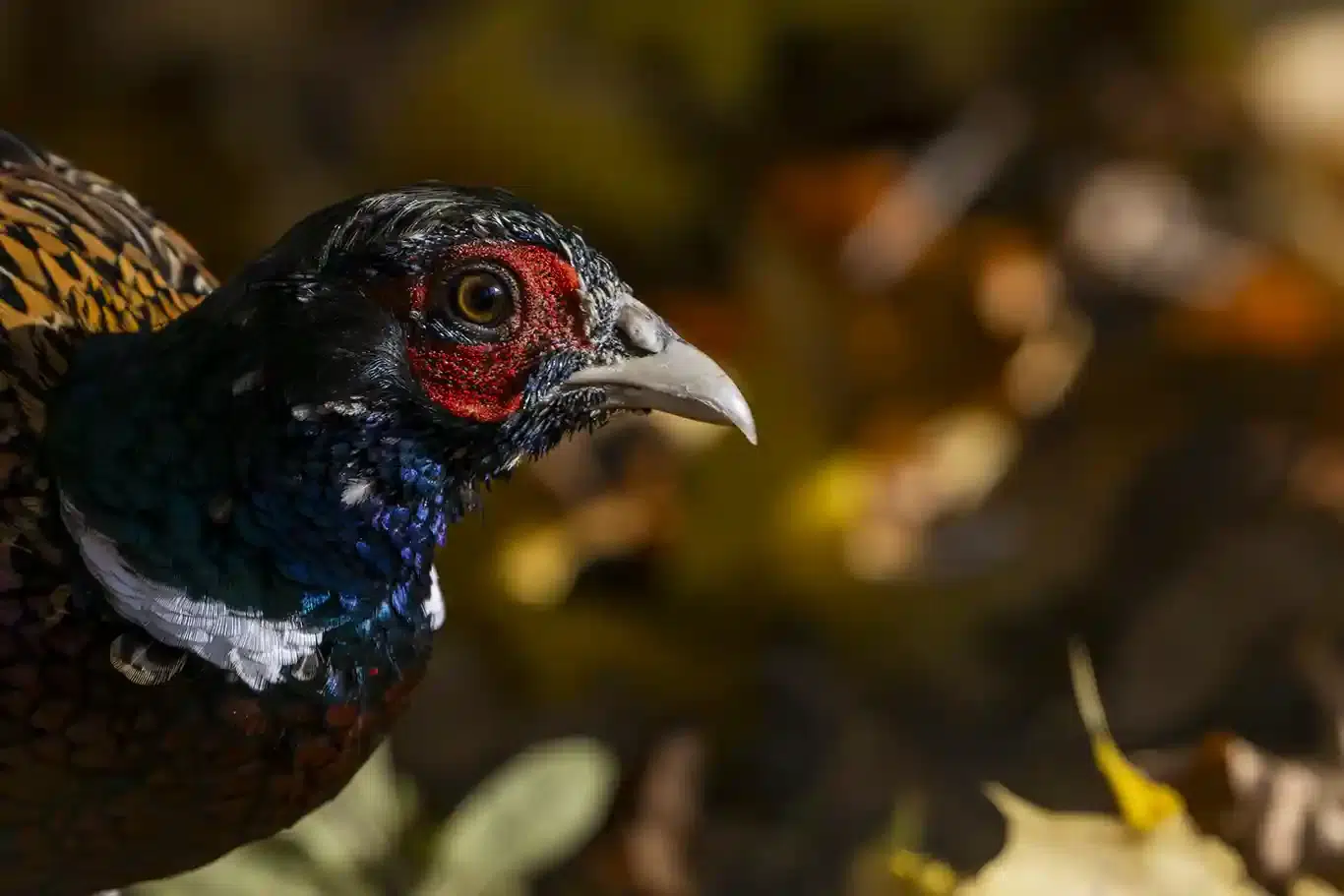 En födslosökande Fasan