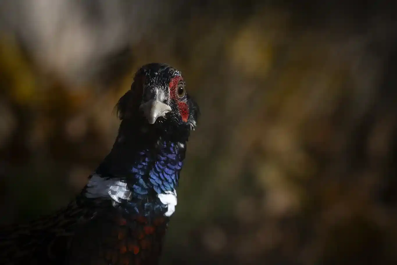 Fasantupp dyker plötsligt i det höga gräset © Foto Roger Vikström / RVBild