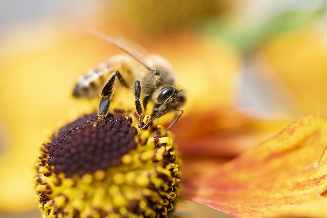 macrofoto av ett bi