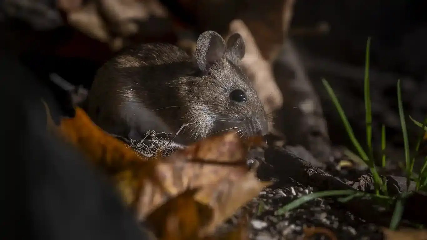 En liten nyfiken Näbbmus  