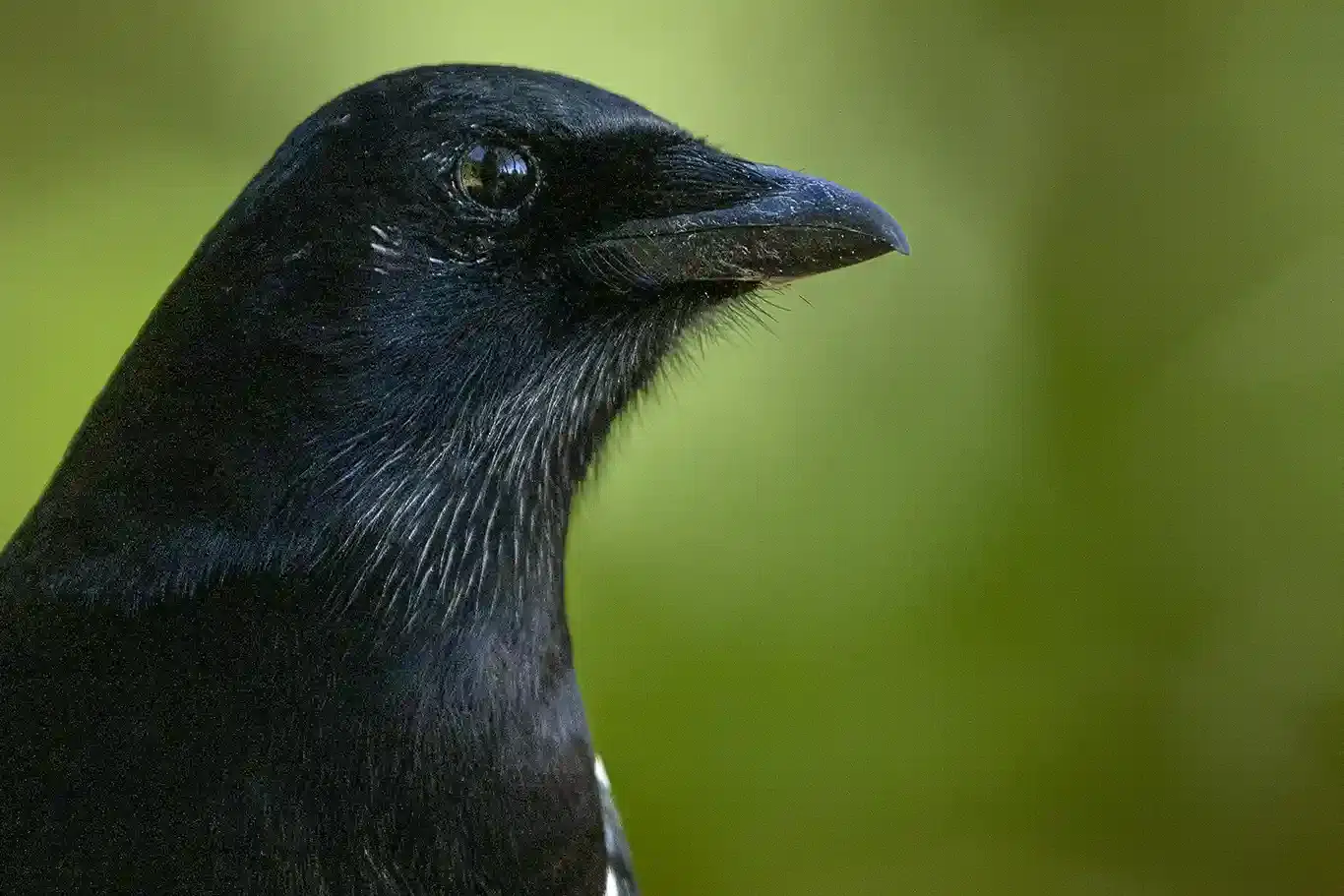 blan möss och fåglar, porträpp på en Skata.