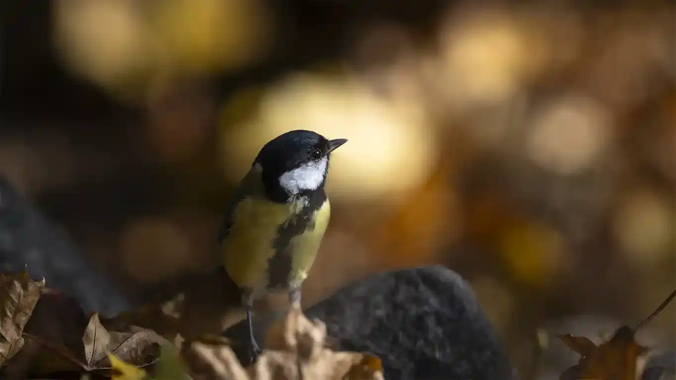 Bland möss och fåglar en talgoxe