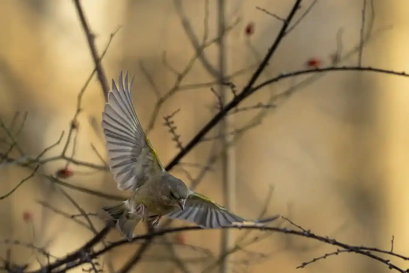 Flygande Grönfink vid fågelmatningen i skogsgläntan