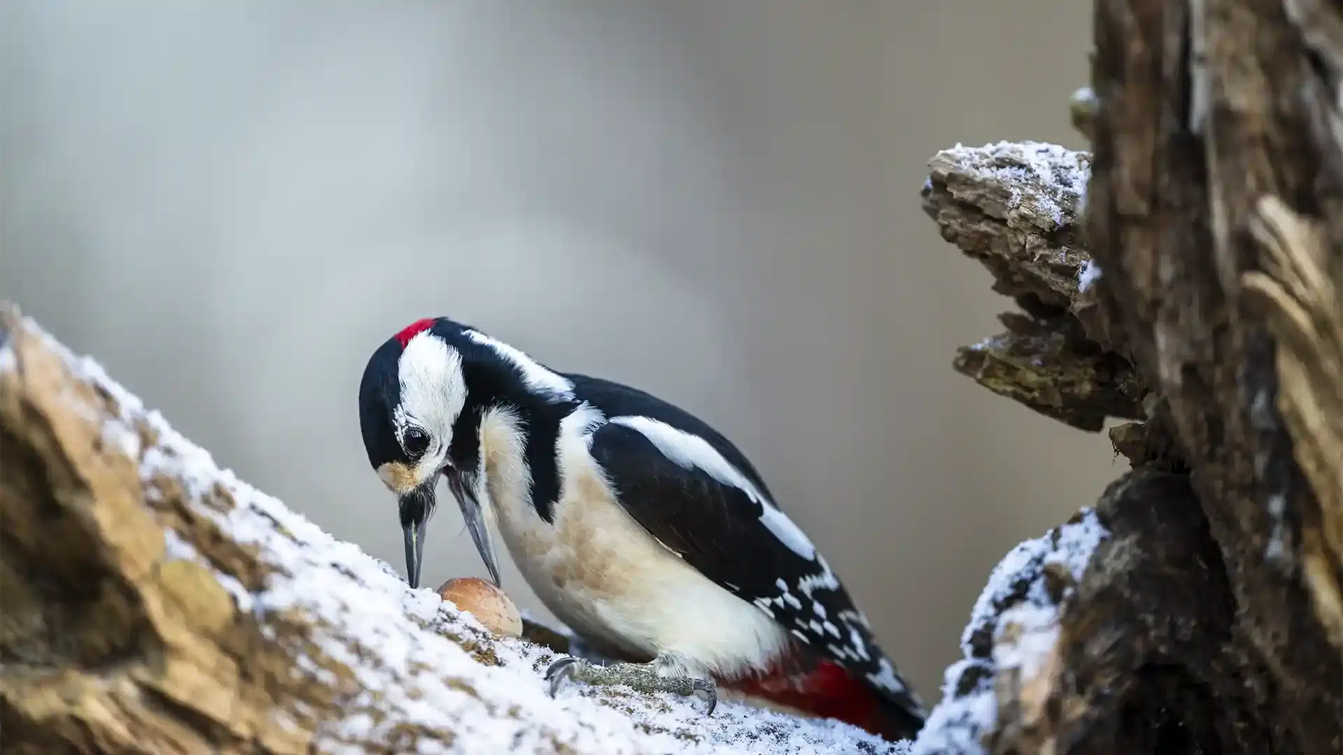 större hackspett söker föda